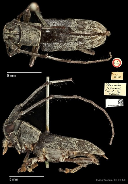 Planodes johorensis•&copy; Ang Yuchen•CC BY 4.0