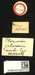Planodes johorensis•All Rights ReservedMuseum Label