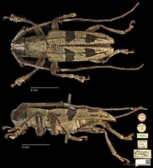 Planodes satelles•&copy; Ang Yuchen•CC BY 4.0