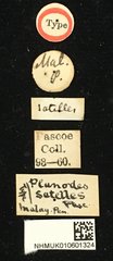 Planodes satelles•All Rights ReservedMuseum Label