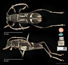Prothema humeralis•&copy; Ang Yuchen•CC BY 4.0
