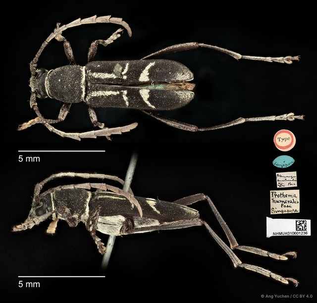 Prothema humeralis•&copy; Ang Yuchen•CC BY 4.0