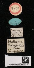 Prothema humeralis•All Rights ReservedMuseum Label