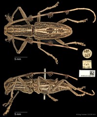Psectrocera plumigera•&copy; Ang Yuchen•CC BY 4.0