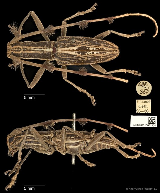 Psectrocera plumigera•&copy; Ang Yuchen•CC BY 4.0