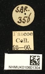 Psectrocera plumigera•All Rights ReservedMuseum Label