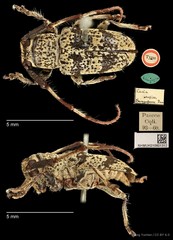 Pseudozelota capito•&copy; Ang Yuchen•CC BY 4.0