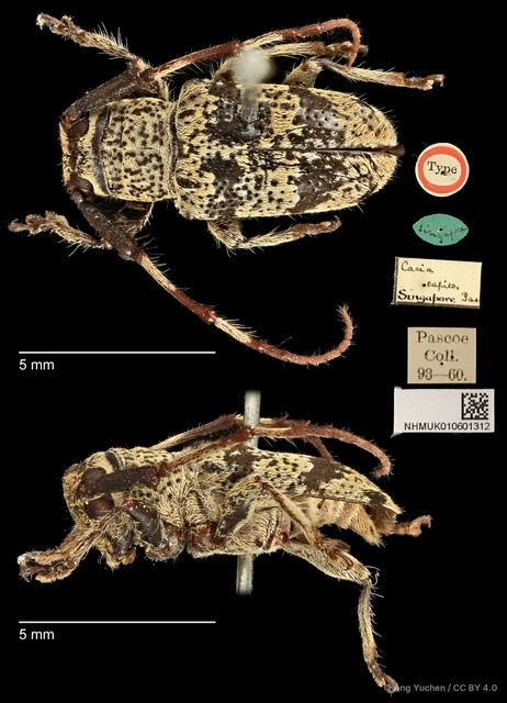 Pseudozelota capito•&copy; Ang Yuchen•CC BY 4.0