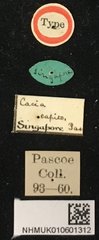 Pseudozelota capito•All Rights ReservedMuseum Label