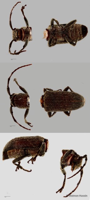 Pterolophia sp. "cf. melanura ZRCBDP0055834"•&copy; Maimon Hussin•All Rights Reserved