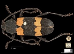 Purpuricenus malaccensis•&copy; Ang Yuchen•CC BY 4.0