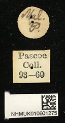 Purpuricenus malaccensis•All Rights ReservedMuseum Label