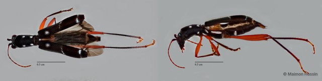 Sclethrus sp. "ZRCBDP0071828"•&copy; Maimon Hussin•All Rights Reserved
