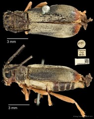 Serixia apicalis•&copy; Ang Yuchen•CC BY 4.0