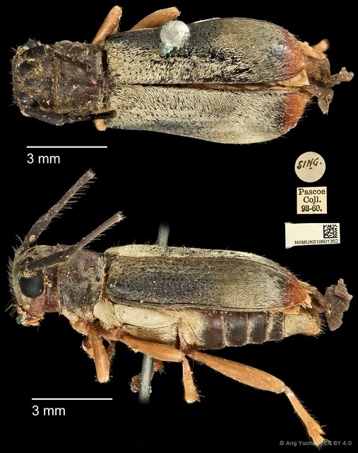 Serixia apicalis•&copy; Ang Yuchen•CC BY 4.0