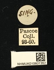 Serixia apicalis•All Rights ReservedMuseum Label