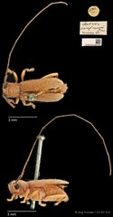 Serixia longicornis•&copy; Ang Yuchen•CC BY 4.0