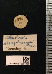 Serixia longicornis•All Rights ReservedMuseum Label