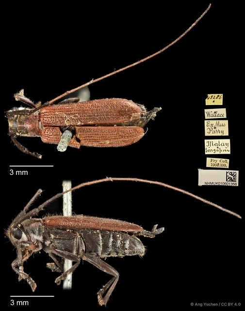 Serixia nigripes•&copy; Ang Yuchen•CC BY 4.0