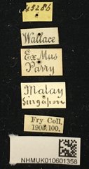 Serixia nigripes•All Rights ReservedMuseum Label