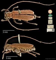 Serixia nigripes•&copy; Ang Yuchen•CC BY 4.0