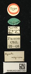 Serixia nigripes•All Rights ReservedMuseum Label