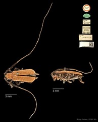 Serixia nigripes•&copy; Ang Yuchen•CC BY 4.0