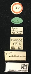 Serixia nigripes•All Rights ReservedMuseum Label