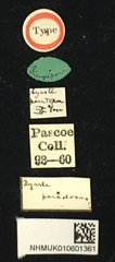 Serixia paradoxa•All Rights ReservedMuseum Label
