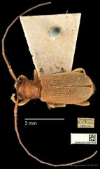 Serixia prolata•&copy; Ang Yuchen•CC BY 4.0