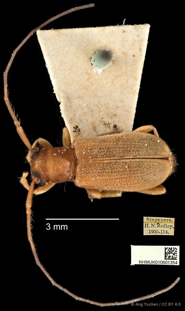 Serixia prolata•&copy; Ang Yuchen•CC BY 4.0