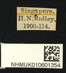 Serixia prolata•All Rights ReservedMuseum Label