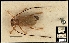 Serixia prolata•&copy; Ang Yuchen•CC BY 4.0