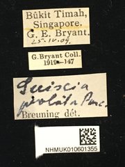 Serixia prolata•All Rights ReservedMuseum Label