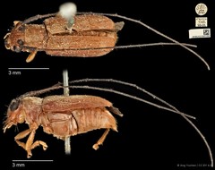 Serixia prolata•&copy; Ang Yuchen•CC BY 4.0