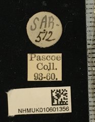 Serixia prolata•All Rights ReservedMuseum Label