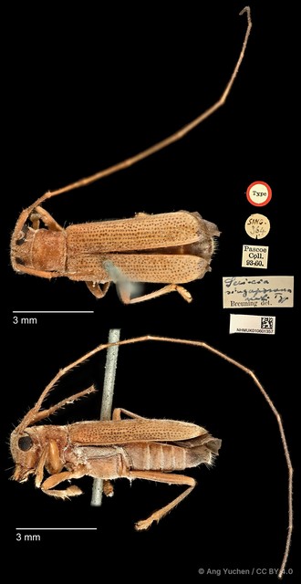 Serixia singaporana•&copy; Ang Yuchen•CC BY 4.0