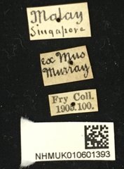 Stibara rufina•All Rights ReservedMuseum Label