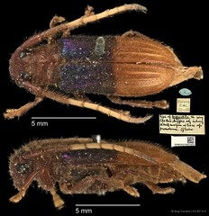 Tetraophthalmus bipartitus•&copy; Ang Yuchen•CC BY 4.0