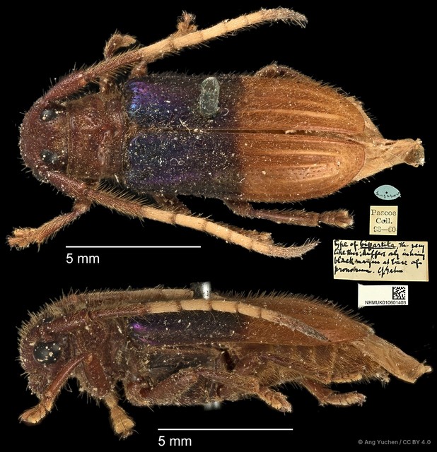 Tetraophthalmus bipartitus•&copy; Ang Yuchen•CC BY 4.0