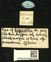 Tetraophthalmus bipartitus•All Rights ReservedMuseum Label
