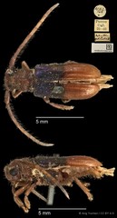 Tetraophthalmus bipartitus•&copy; Ang Yuchen•CC BY 4.0