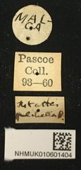Tetraophthalmus bipartitus•All Rights ReservedMuseum Label