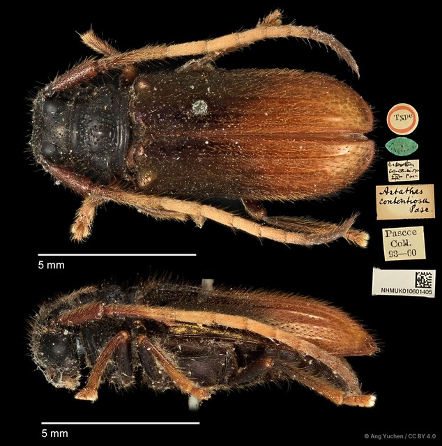 Tetraophthalmus contentiosus•&copy; Ang Yuchen•CC BY 4.0