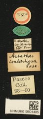 Tetraophthalmus contentiosus•All Rights ReservedMuseum Label
