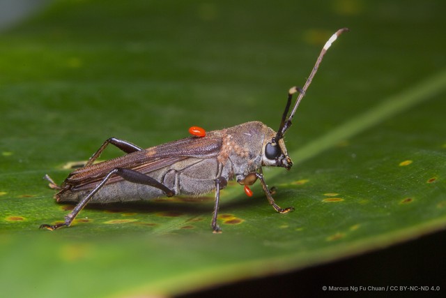 Thranius bimaculatus•&copy; Marcus Ng Fu Chuan•CC BY-NC-ND 4.0