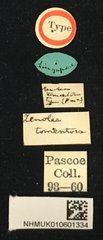 Xenolea tomentosa•All Rights ReservedMuseum Label