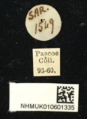 Xenolea tomentosa•All Rights ReservedMuseum Label