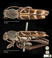 Xylotrechus (Rusticoclytus) buqueti•&copy; Ang Yuchen•CC BY 4.0