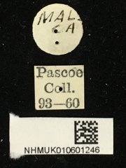 Xylotrechus (Rusticoclytus) buqueti•All Rights ReservedMuseum Label